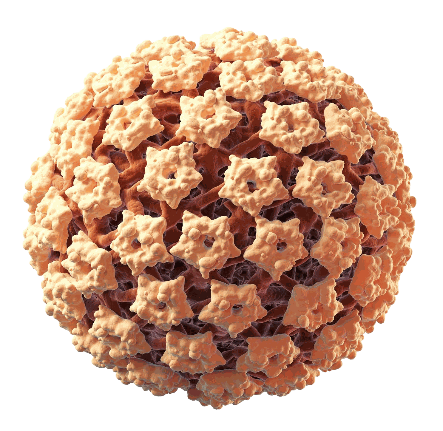 Model vírusu HPV