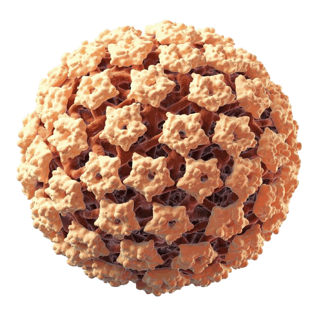 Model vírusu HPV